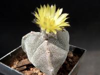 Thumbnail of 1771_Astrophytum myriostigma tricostatum_20140504(1).JPG